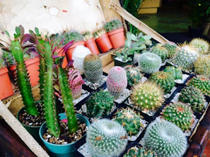 A cluster of small artificial cacti in colorful patterned pots arranged on a shelf.