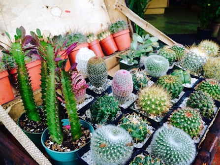 A collection of various cacti in individual pots, arranged neatly on a wooden shelf. The cacti are of different shapes, sizes, and colors, featuring spiky textures and some with small colorful flowers. The background includes a rustic wall and scattered plant containers, giving a natural and earthy setting.