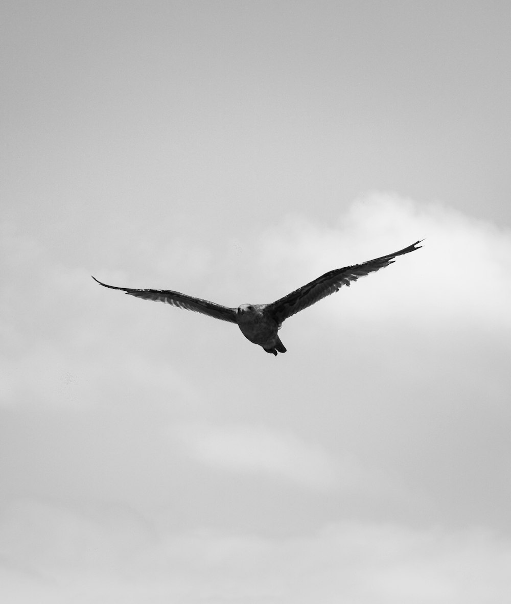 grayscale photography of bird