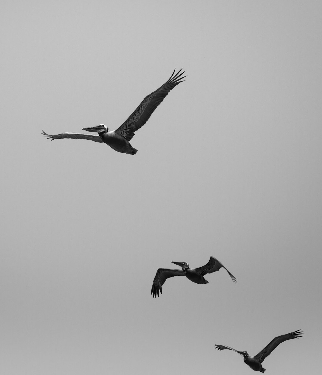 three gray birds flying