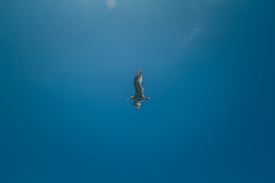 white bird flying in the sky in Oceanside United States