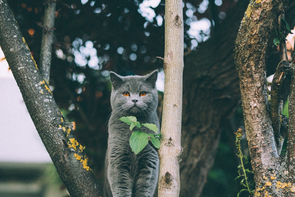 adult British shorthair standing between trees