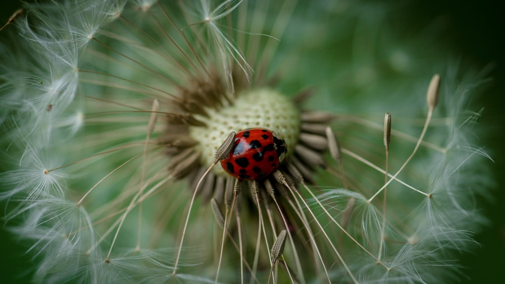 coccinella in piedi su dente di leone bianco