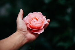 Close-up of hands gently holding a pink rose symbolizing care and femininity.