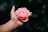 person holding pink petaled flower