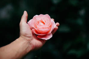 Soft close-up of a woman’s hands gently holding a blooming rose with beige and rosé tones.