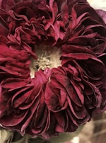 A detailed macro photo showing the intricate textures of a deep magenta peony's center.