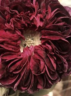 A detailed macro photo showing the intricate textures of a deep magenta peony's center.