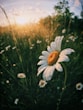 white daisy flowers