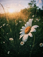 white daisy flowers