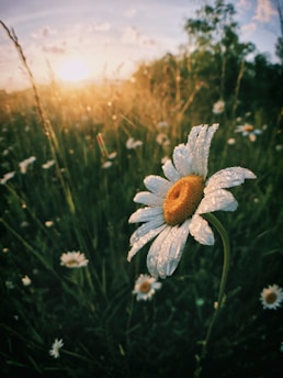 white daisy flowers