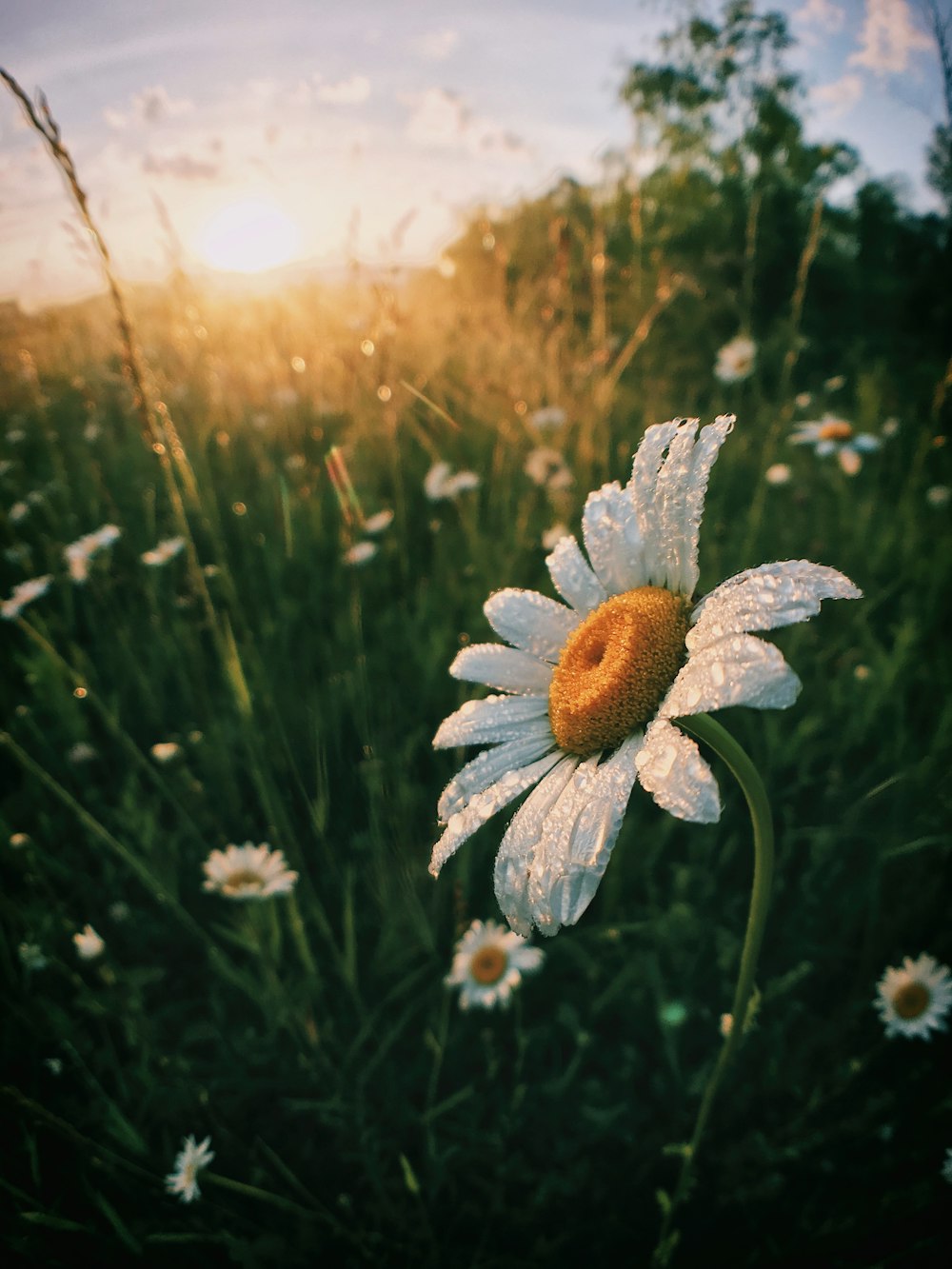 weiße Gänseblümchenblüten