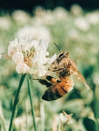 wasp on blooming white flower