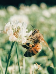 wasp on blooming white flower