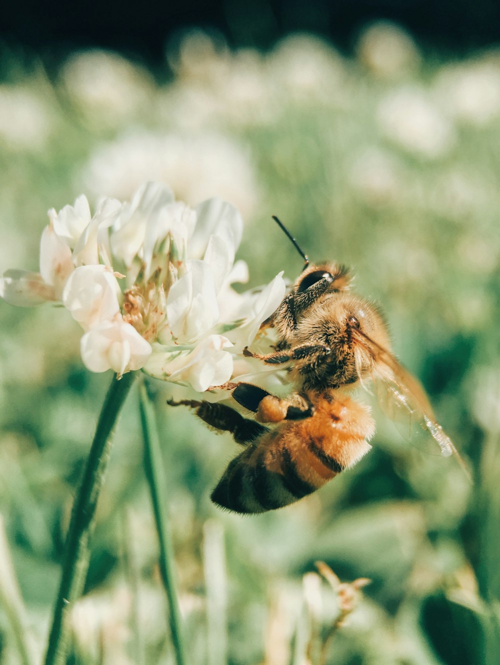 wasp on blooming white flower