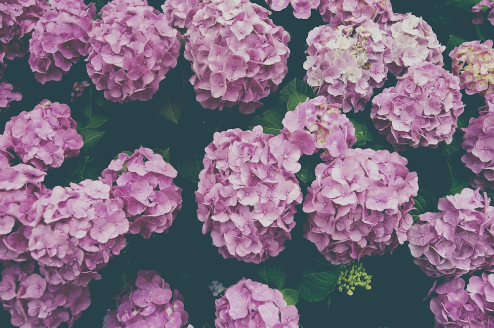 pink flowers with green leaves