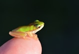 A small, vibrant green frog perches delicately on the tip of a human finger, set against a blurred dark background. The frog's translucent limbs and wide eyes are clearly visible, emphasizing its fragility and miniature size.