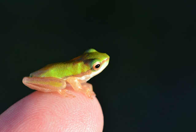 A small, vibrant green frog perches delicately on the tip of a human finger, set against a blurred dark background. The frog's translucent limbs and wide eyes are clearly visible, emphasizing its fragility and miniature size.