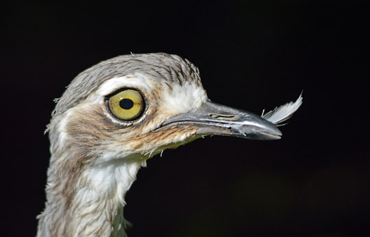 grey bird in Cairns Australia