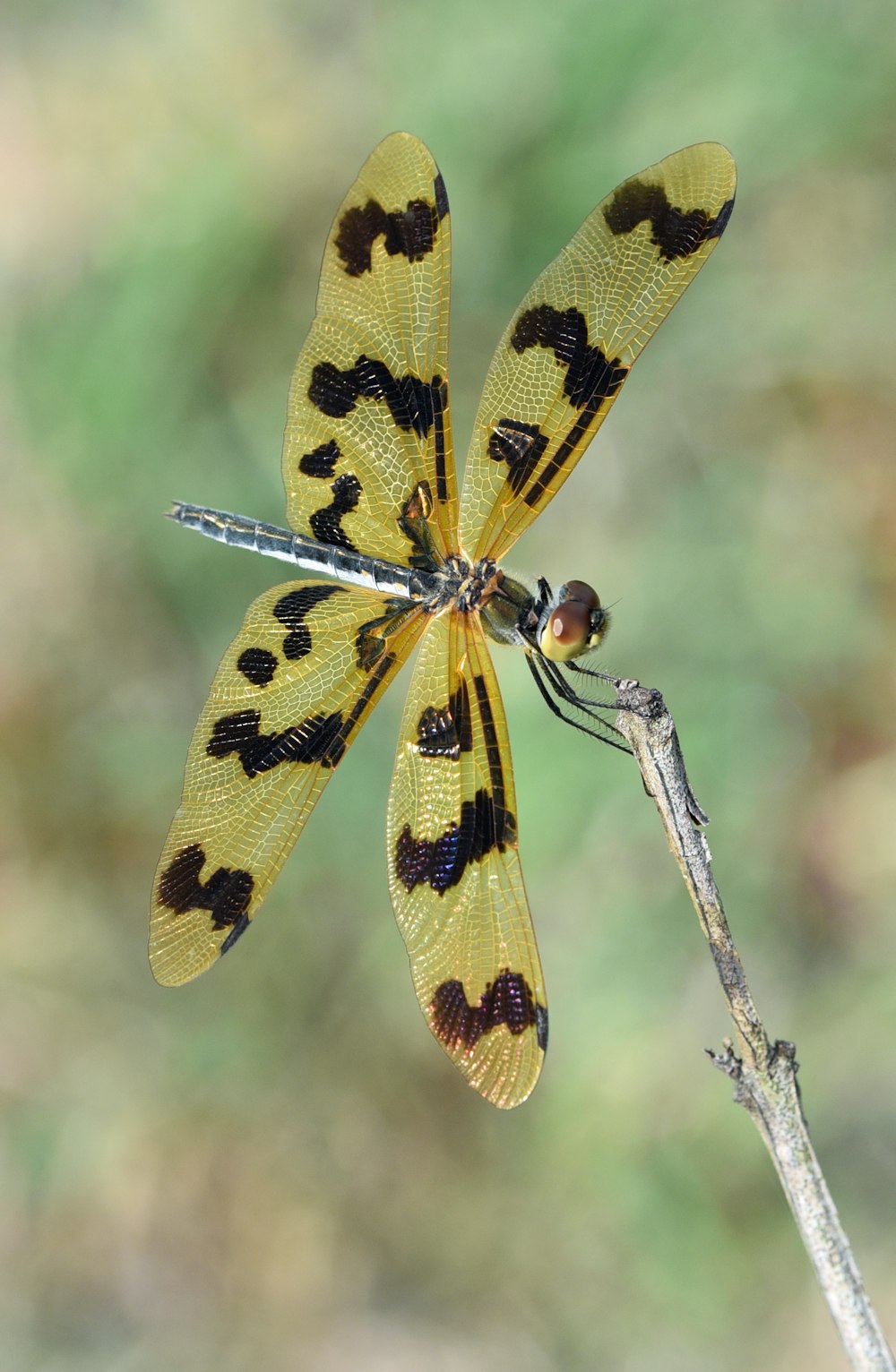 Selektives Fokusfoto einer goldenen und schwarzen Libelle auf braunem Stab