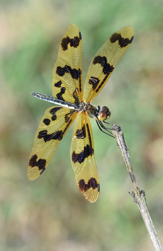 selective focus photo of gold and black dragonfly on brown stick in Cairns Australia