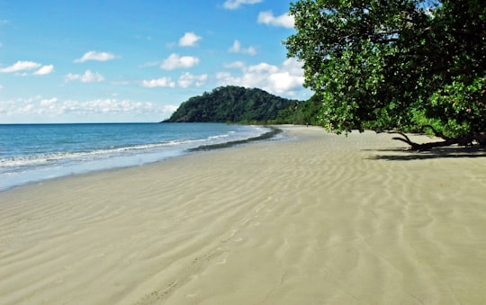 sand and forest shore during day in Cape Tribulation Australia