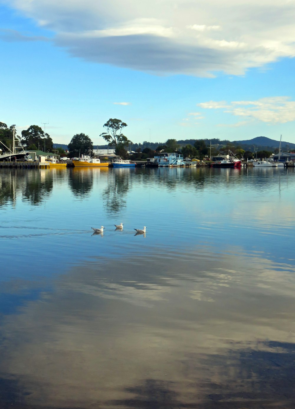 patos brancos no corpo calmo da água