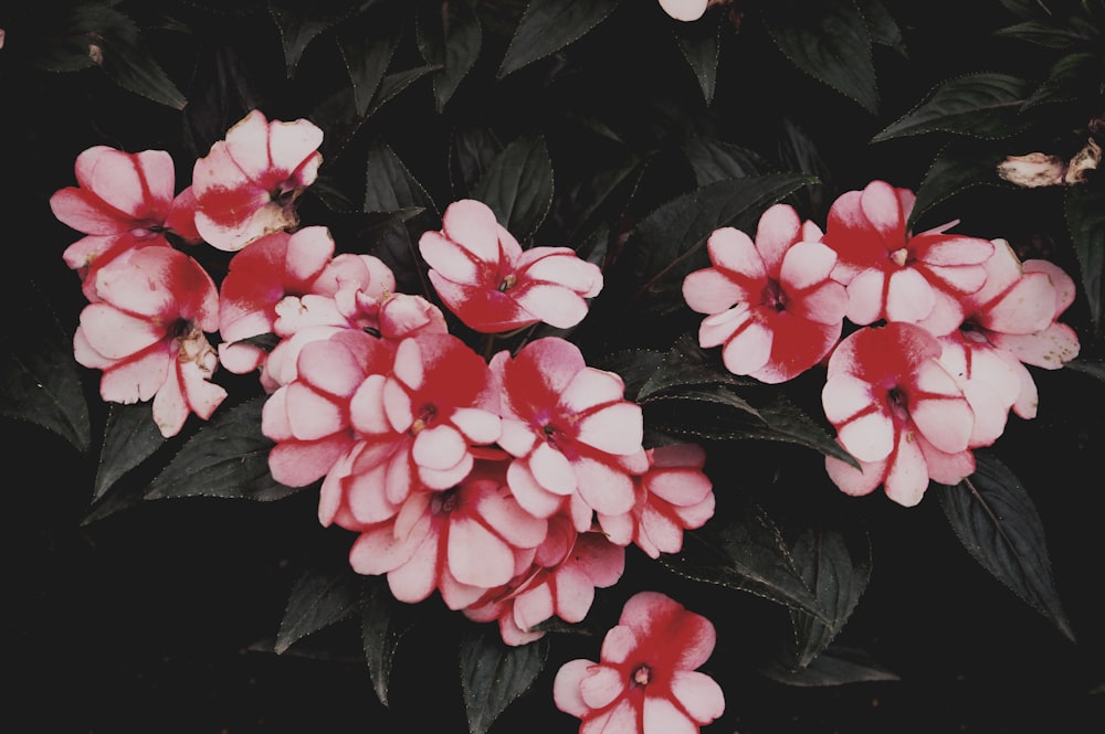 flores rosas e brancas com folhas verdes