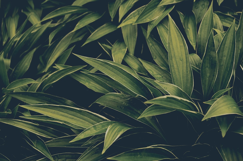 green leaves in close up photography