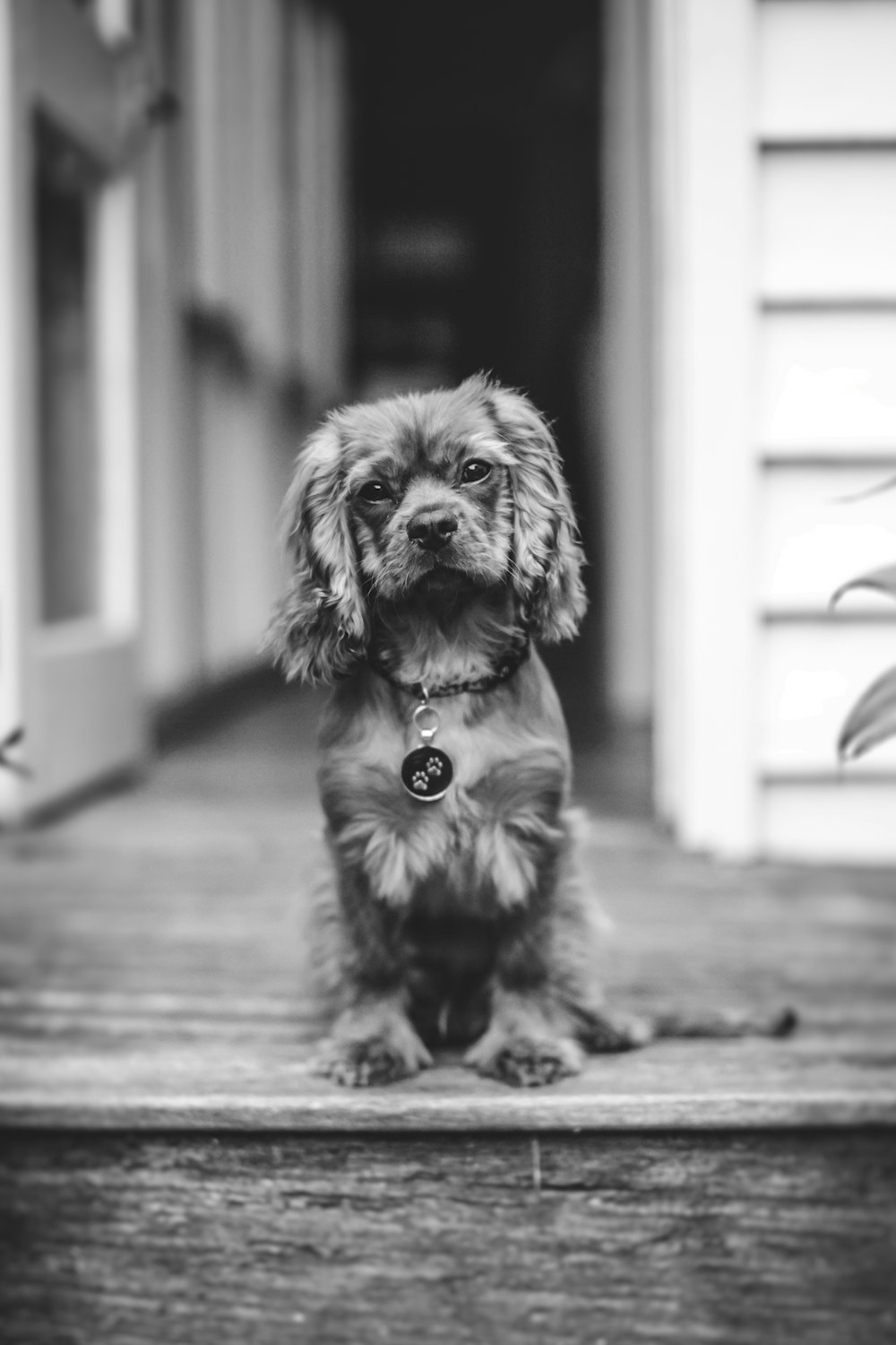 grayscale photo of dog sitting in front of door