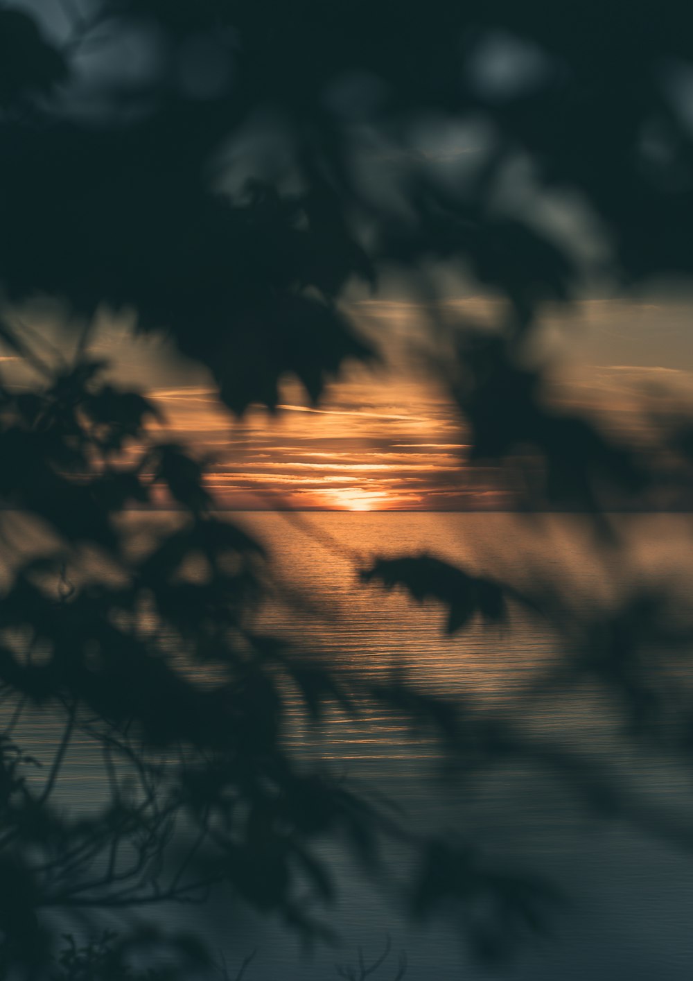 Fotografia della silhouette dell'albero durante il tramonto