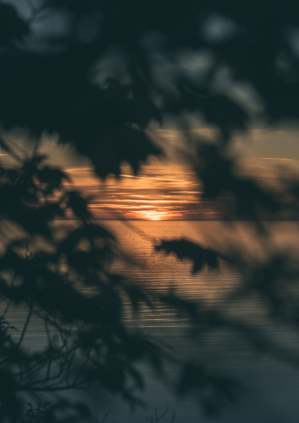 silhouette photography of tree during sunset