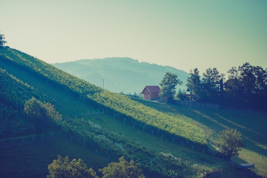 green grass field near green mountain during daytime in Lipoglav Slovenia