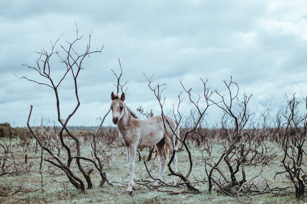 cavallo bianco e marrone che cammina nella boscaglia senza foglie