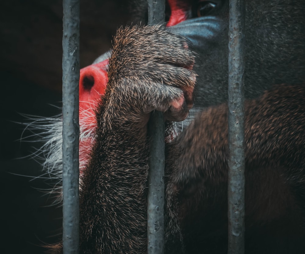 a close up of a monkey in a cage