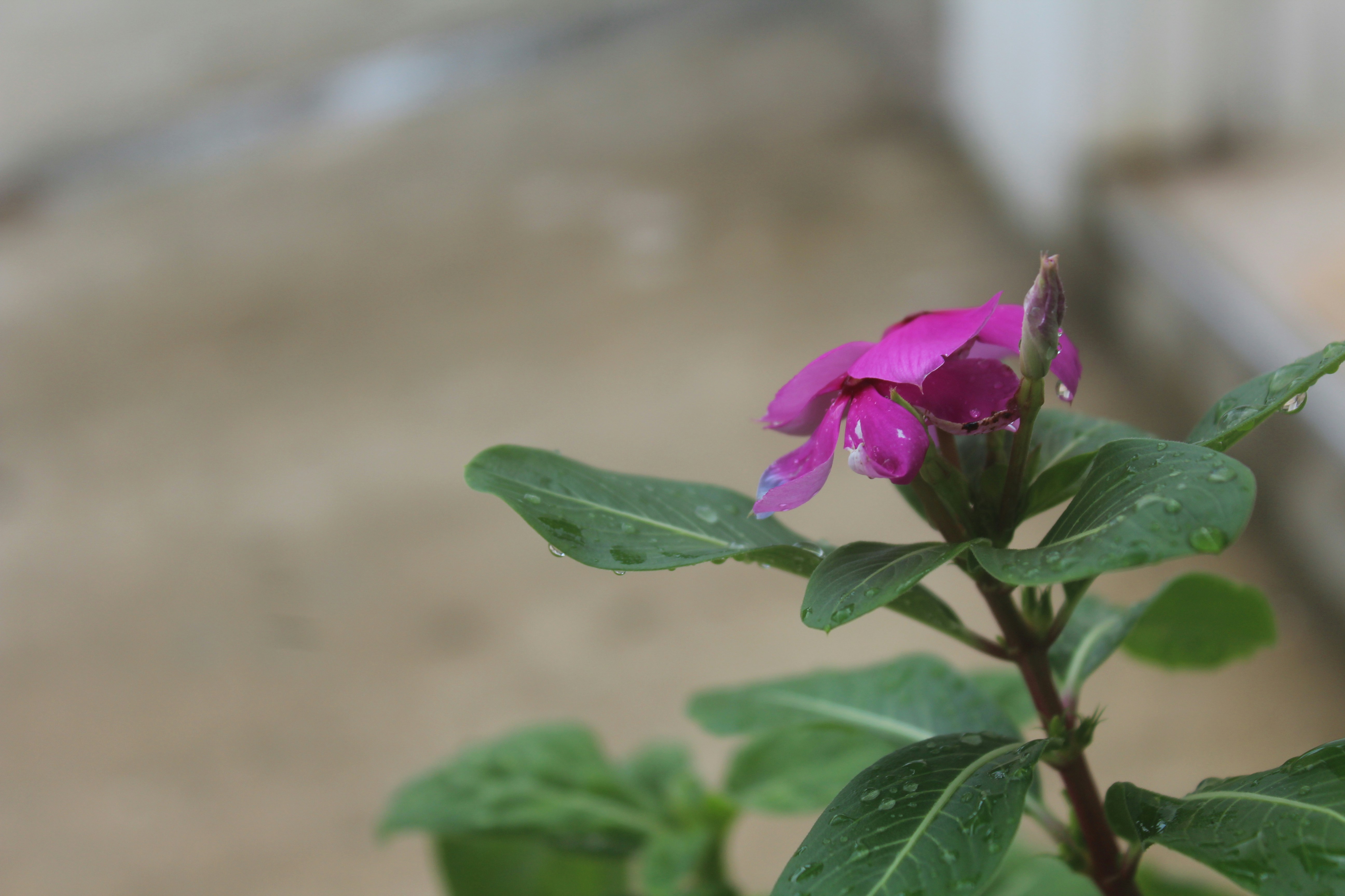 Free Unsplash photo from luis palacio