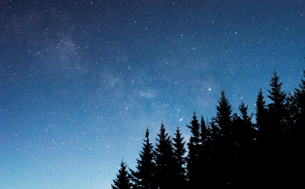 silhouette of tree under starry night