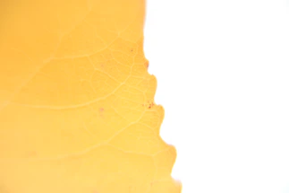 A delicate close-up of a mango yellow-orange leaf vein pattern glowing softly against a clean white background.