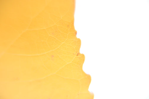 A delicate close-up of a mango yellow-orange leaf vein pattern glowing softly against a clean white background.