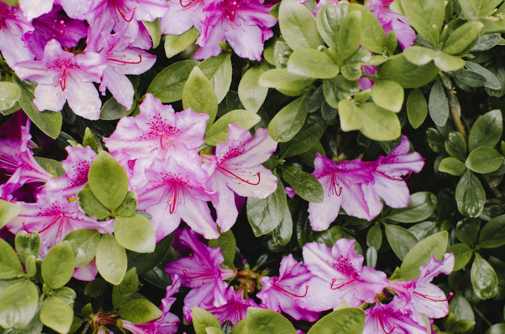 pink petaled flower