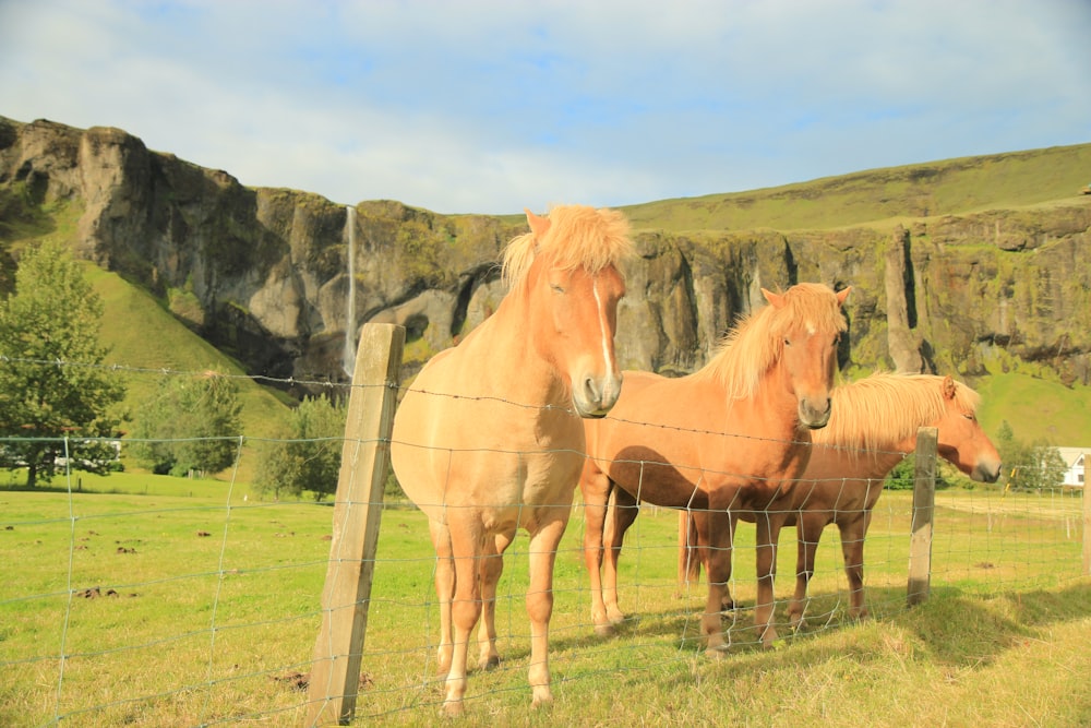 brown horse on green grass field during daytime