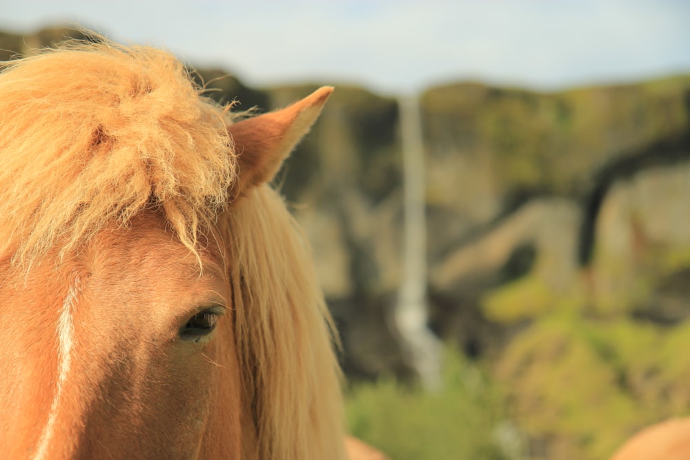 brown horse in green grass field during daytime