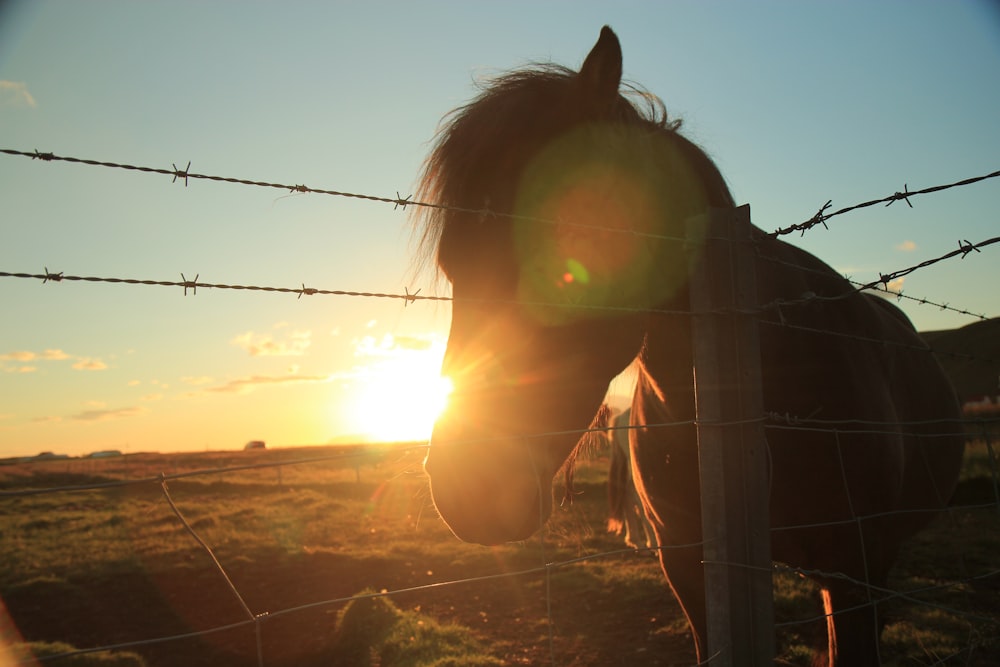 black horse with green eyes during sunset