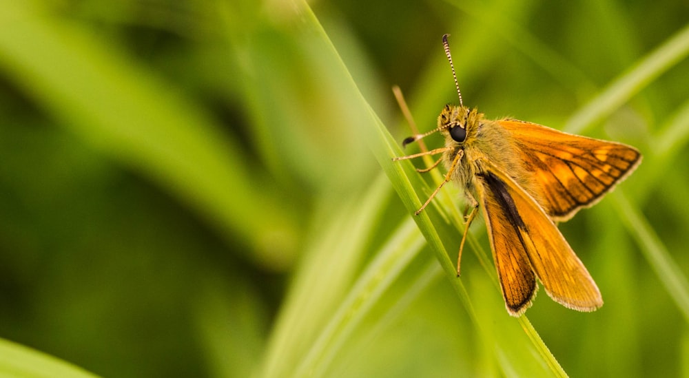 Photographie à mise au point peu profonde de papillon brun