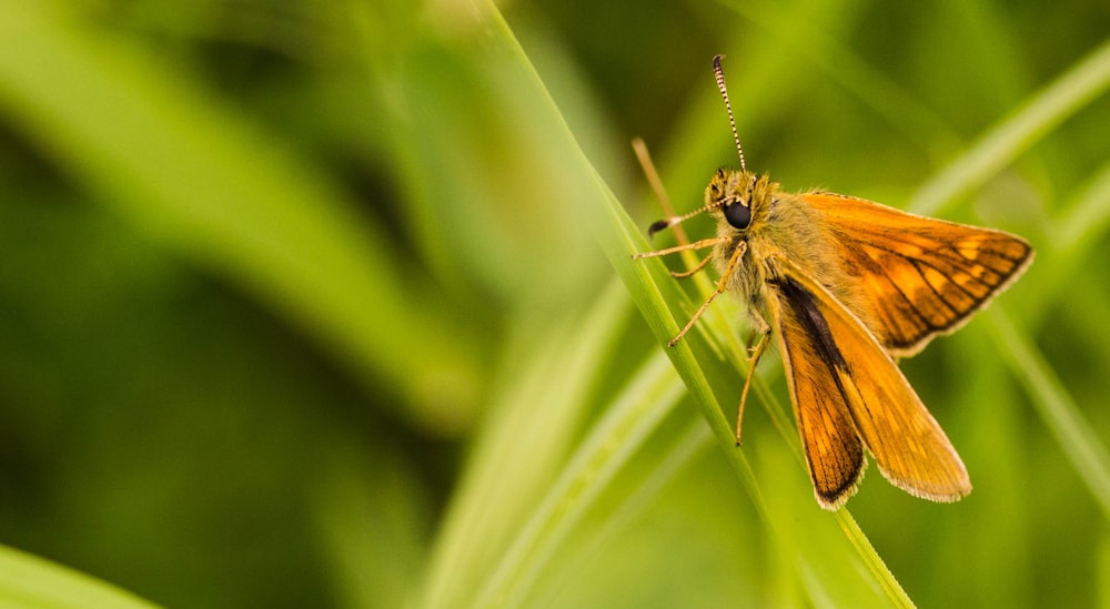 Flachfokusfotografie der Braunmotte