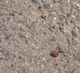 A small, distinctively patterned red and black insect is visible on a coarse, textured surface that appears to be a mix of gravel and asphalt. The insect's vibrant coloration contrasts sharply with the muted earth tones of the ground.