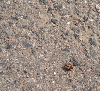 A small, distinctively patterned red and black insect is visible on a coarse, textured surface that appears to be a mix of gravel and asphalt. The insect's vibrant coloration contrasts sharply with the muted earth tones of the ground.