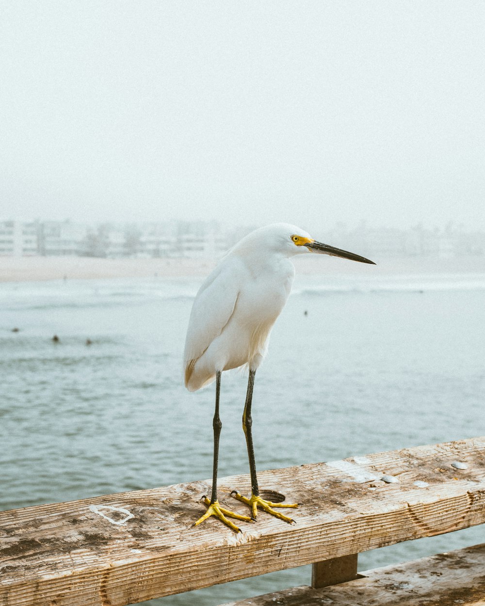 a white bird standing on a wooden pier