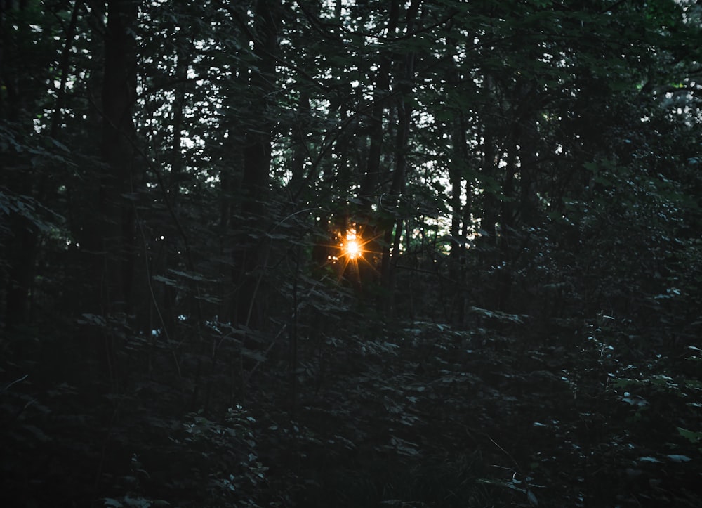 foto ravvicinata di alberi a foglia verde