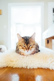 grey tabby cat on beige fur surface